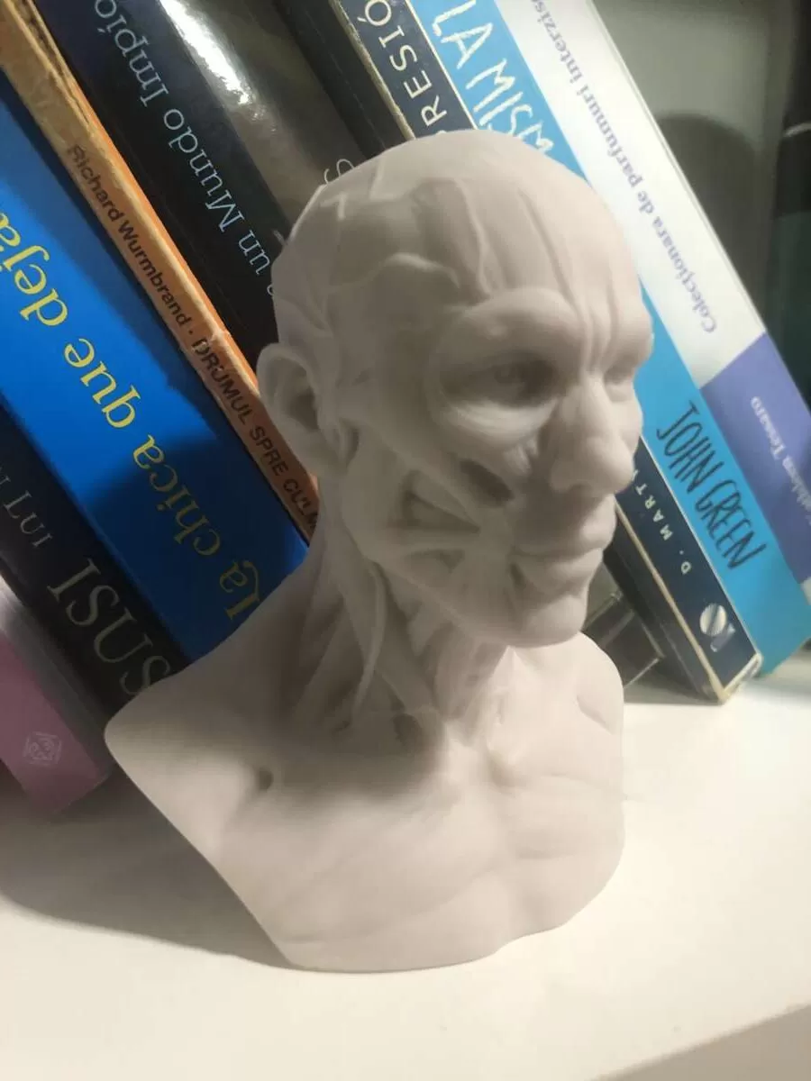 Implementos para dibujantes de retrato: Cabeza con musculatura